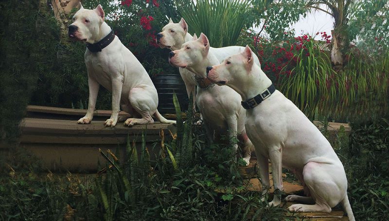 Dogo Argentino price & cost range. Dogo Argentino puppies for sale price