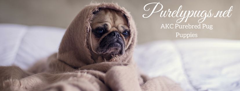 Purely Pugs - Pug Breeders in Naples, Florida