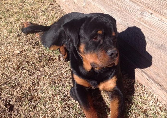 Quaking Canopy Kennel - Rottweiler Breeder in Reno, Nevada