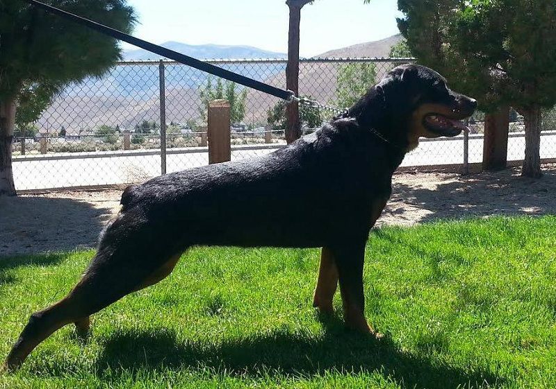 Quaking Canopy Kennel - Rottweiler Breeder in Reno, Nevada