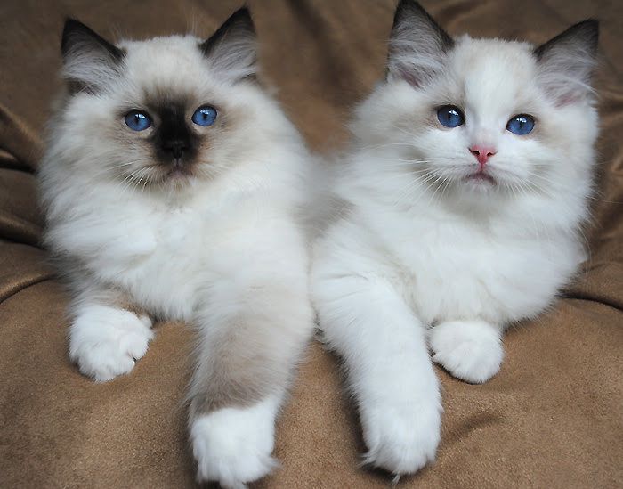 Ragdoll cat price range. Ragdoll Kittens for Sale cost. Ragdoll breeders