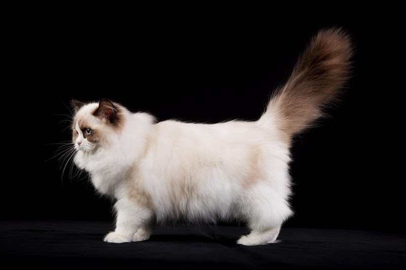 Ragdoll cat price range. Ragdoll Kittens for Sale cost. Ragdoll breeders