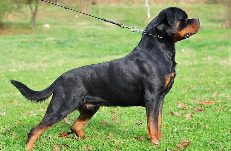 Rottweiler puppy price range. How much does a rottweiler puppy cost?