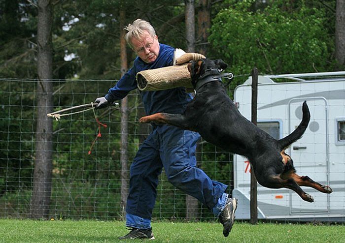 Rottweiler puppy price range. How much does a rottweiler puppy cost?