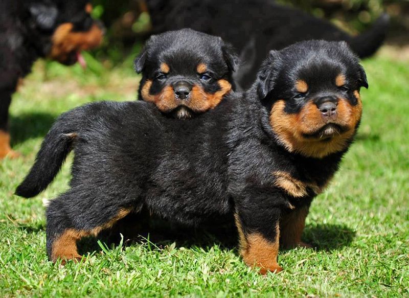 Rottweiler dog price range. How much are Rottweiler puppies?