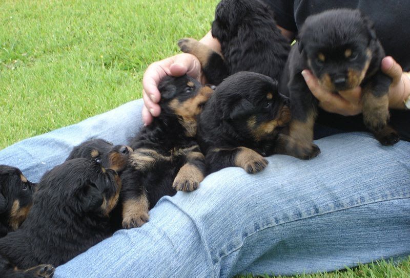 Rottweiler puppy price range. How much does a rottweiler puppy cost?