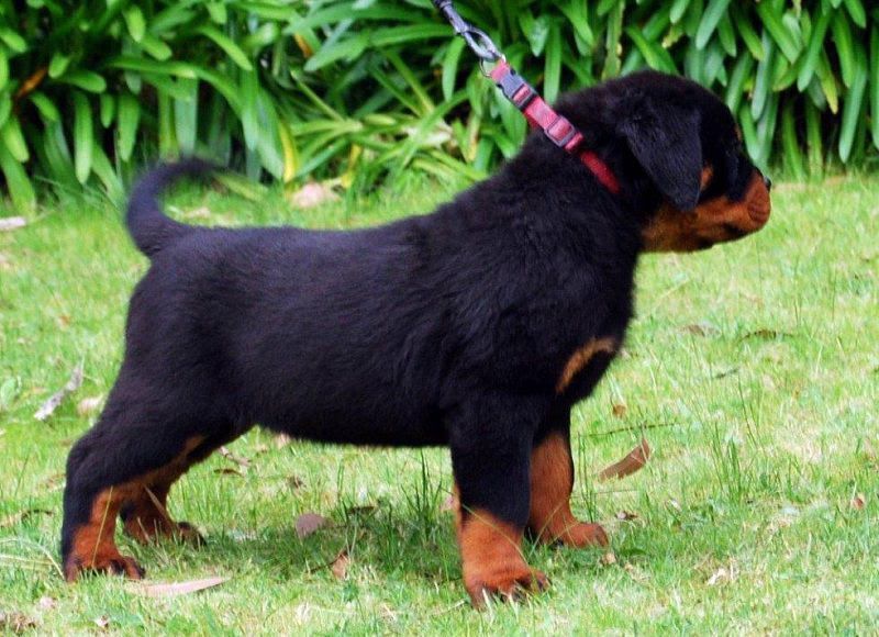 Rottweiler puppy price range. How much does a rottweiler puppy cost?