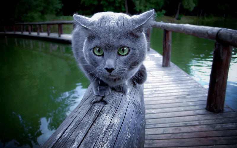 Russian Blue cat price range. Russian Blue kittens for sale cost