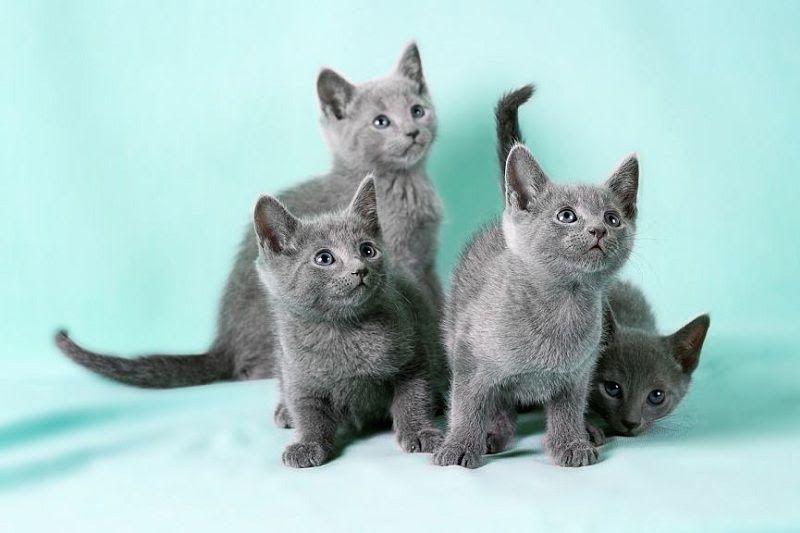 Russian Blue cat price range. Russian Blue kittens for sale cost