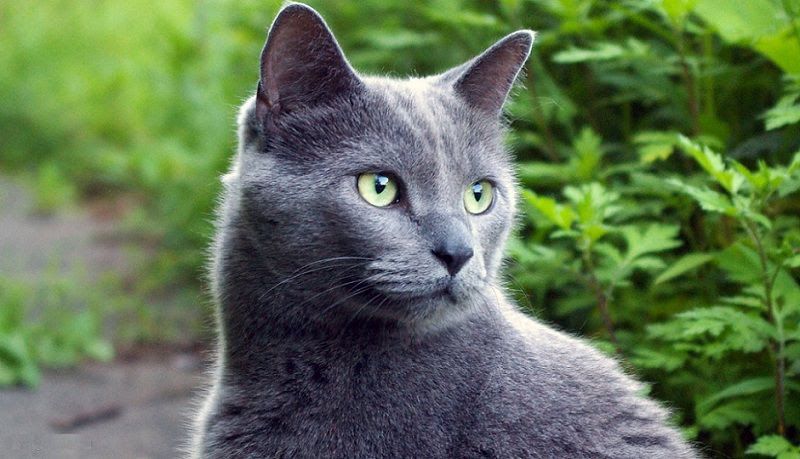 Russian Blue cat price range. Russian Blue kittens for sale cost