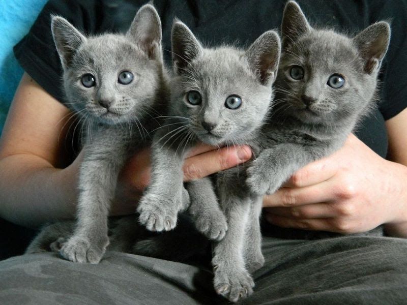 Russian Blue cat price range. Russian Blue kittens for sale cost