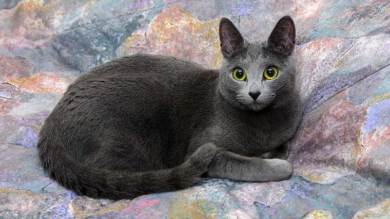 Russian Blue cat price & cost range. Best Russian Blue breeders & sites