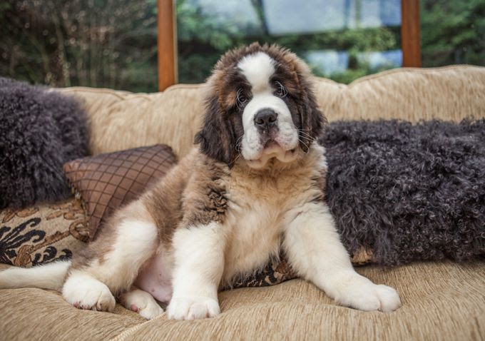 Saint Bernard price & cost range. Where to buy Saint Bernard puppies?