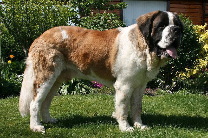 Saint Bernard price & cost range. Where to buy Saint Bernard puppies?