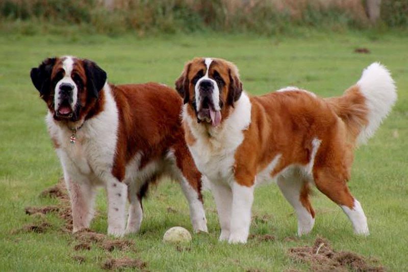 Saint Bernard price & cost range. Where to buy Saint Bernard puppies?