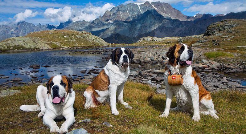 Saint Bernard price & cost range. Where to buy Saint Bernard puppies?