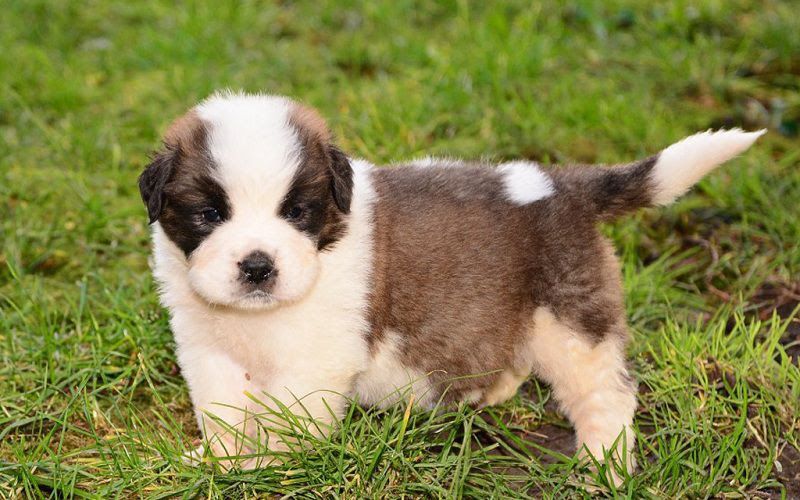 Saint Bernard price & cost range. Where to buy Saint Bernard puppies?