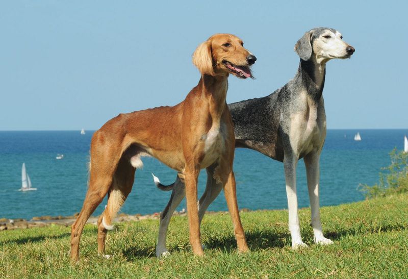 Saluki dog price range. Saluki puppies for sale cost from best breeders & websites