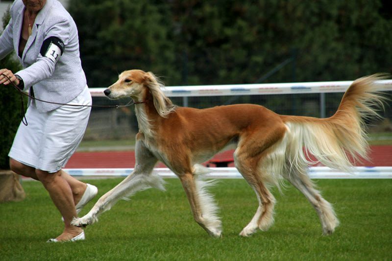 Saluki dog price range. Saluki puppies for sale cost from best breeders