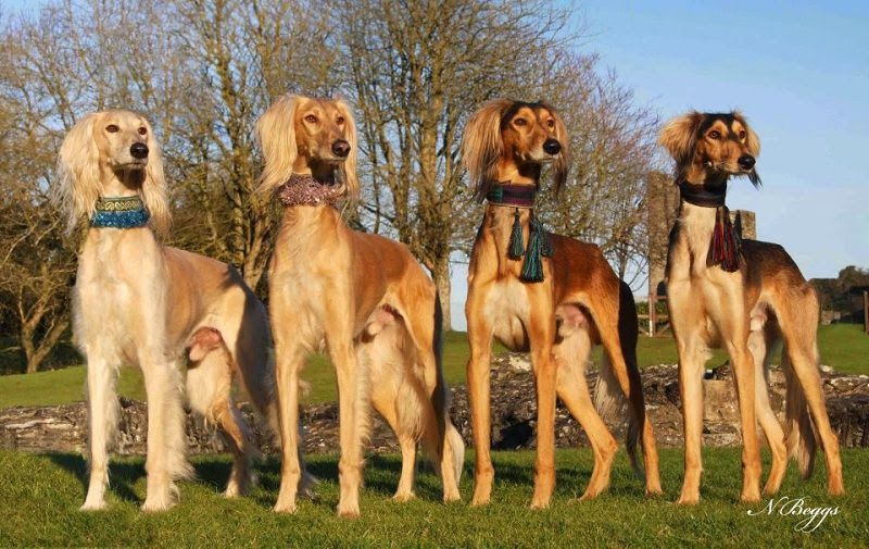 Saluki dog price range. Saluki puppies for sale cost from best breeders