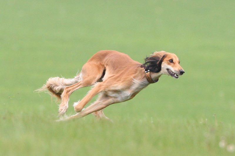 Saluki dog price range. Saluki puppies for sale cost from best breeders