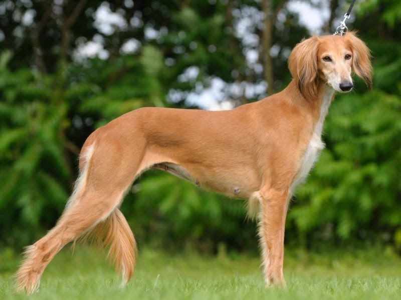 Saluki dog price range. Saluki puppies for sale cost from best breeders