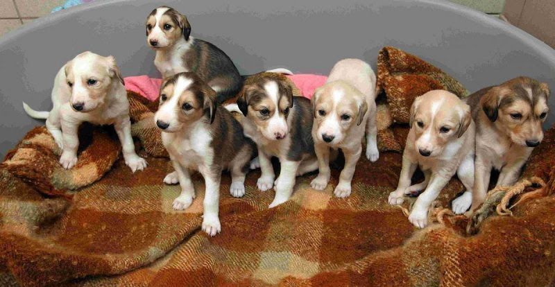 Saluki dog price range. Saluki puppies for sale cost from best breeders