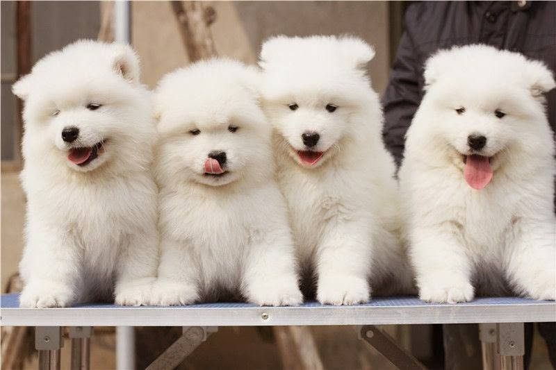 Samoyed puppy price range & cost. How much are samoyed puppies?