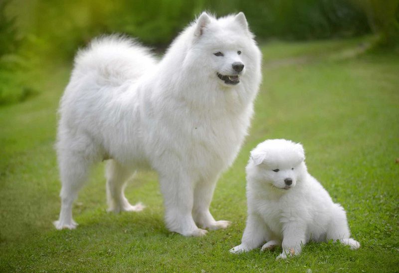 Samoyed puppy price range & cost. How much are samoyed dogs?