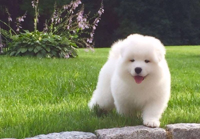 Samoyed puppy price range & cost. How much are samoyed puppies?