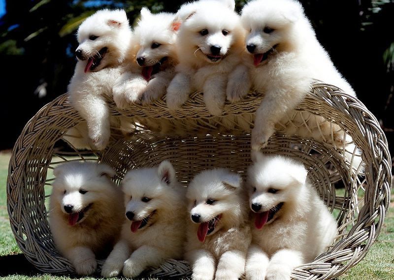 Samoyed puppy price range & cost. How much are samoyed puppies?
