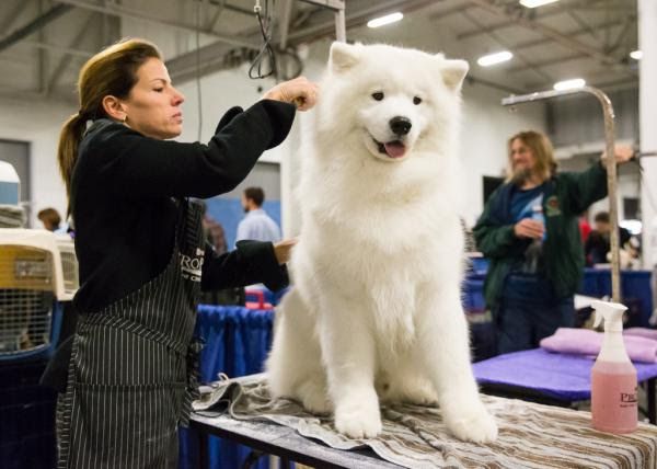 Samoyed puppy price range & cost. How much are samoyed puppies?