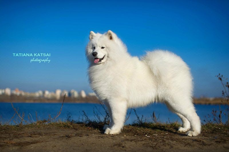 Samoyed puppy price range & cost. How much are samoyed puppies?