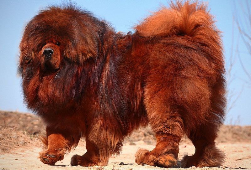 Tibetan Mastiff price range. How much does a Tibetan Mastiff puppy cost?