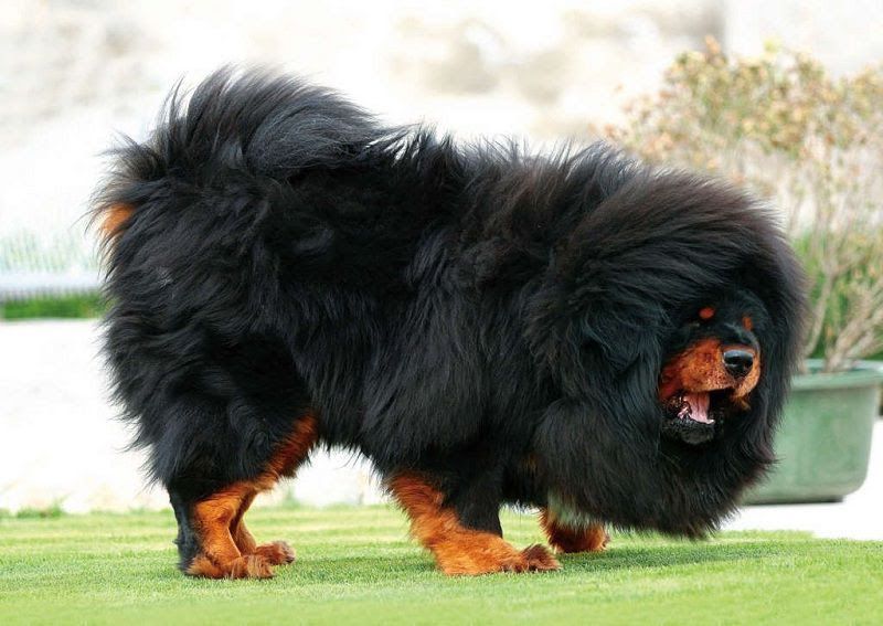 Tibetan Mastiff price range. How much does a Tibetan Mastiff puppy cost?