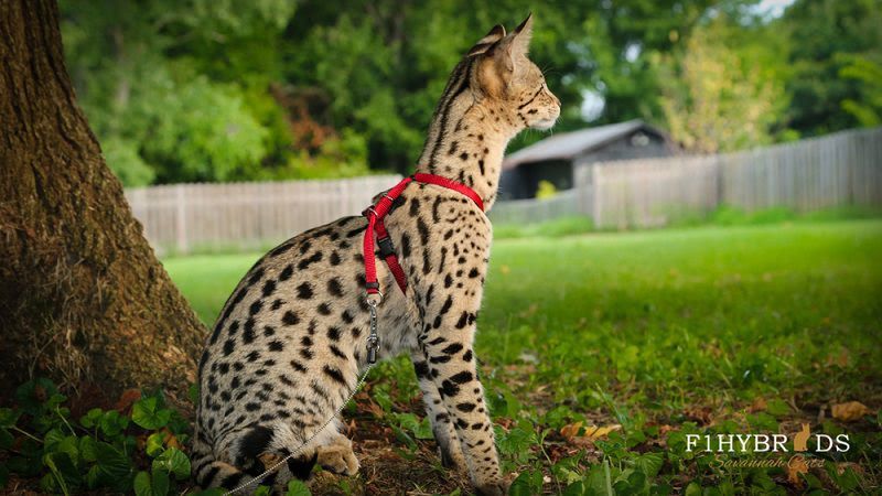 Savannah cat price & cost range. Savannah cat & kittens for sale cost