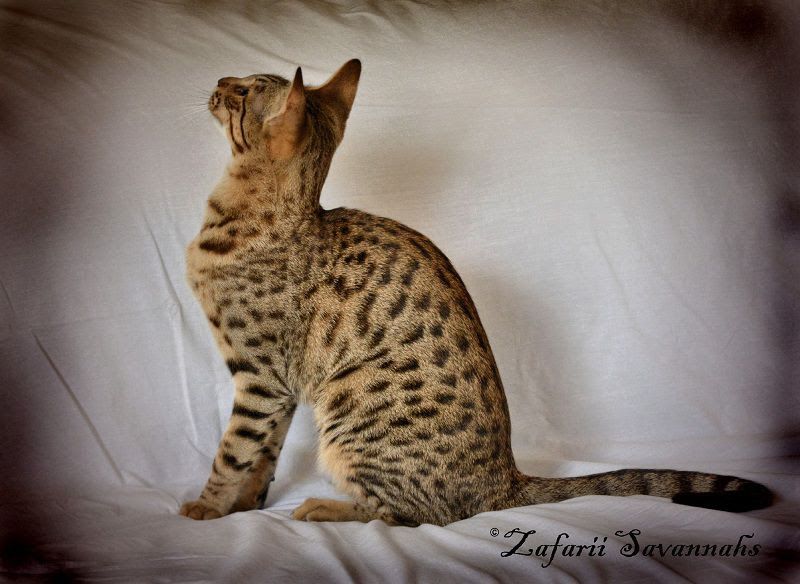 Savannah cat price & cost range. Savannah cat & kittens for sale cost