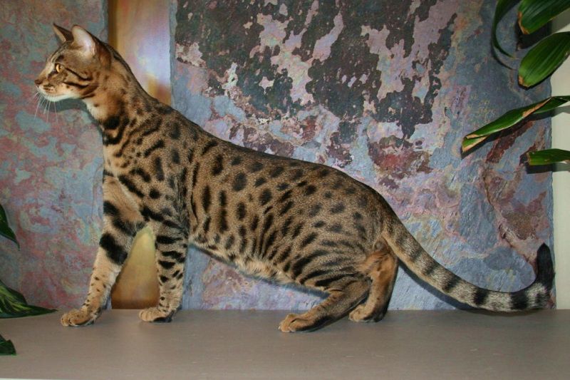 Savannah cat price range. Savannah cost. Where to buy Savannah kittens?