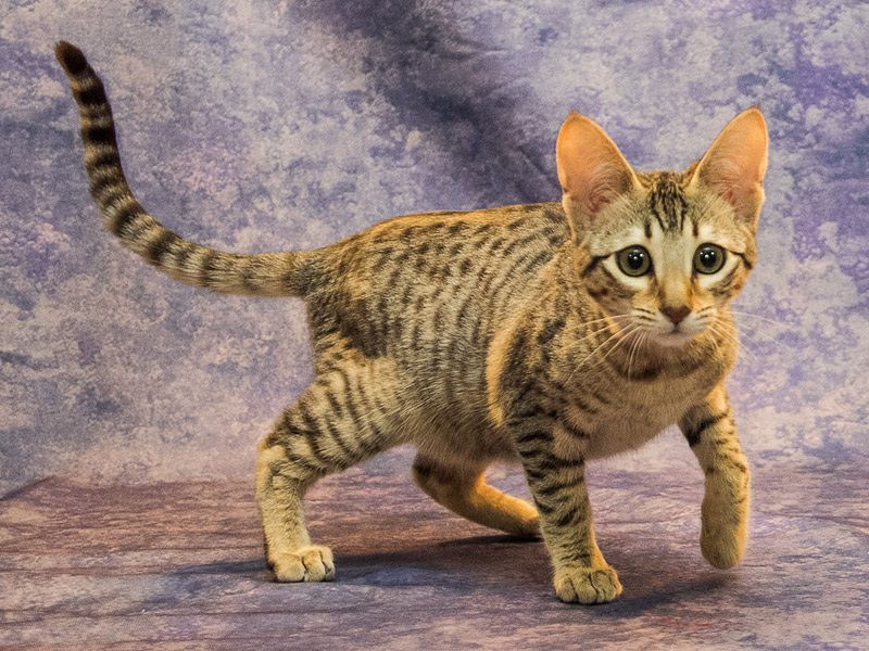 Savannah cat price & cost range. Savannah cat & kittens for sale cost