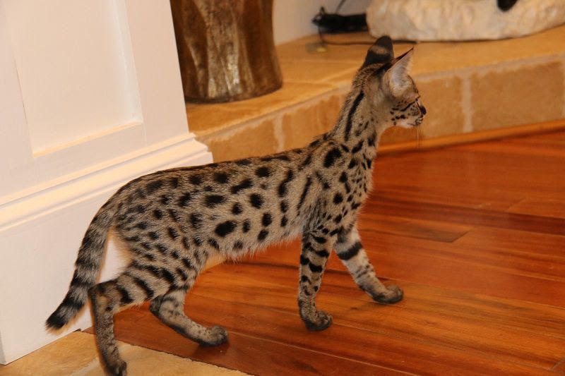 Savannah cat price & cost range. Savannah cat & kittens for sale cost