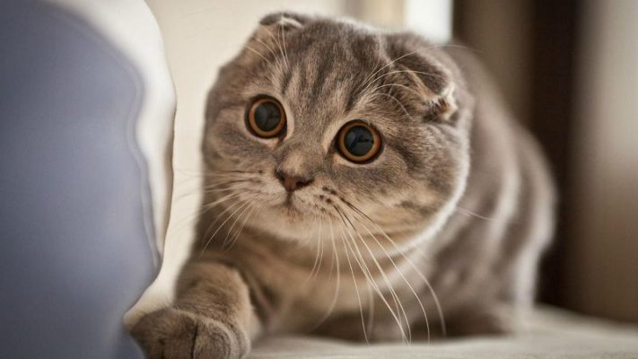 Scottish Fold - Pet Price List