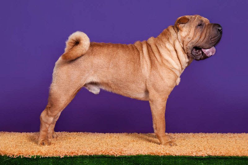 Shar Pei price range. Shar Pei puppies for sale cost? Shar Pei breeders