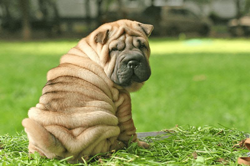 Shar Pei price range. Shar Pei puppies for sale cost? Shar Pei breeders