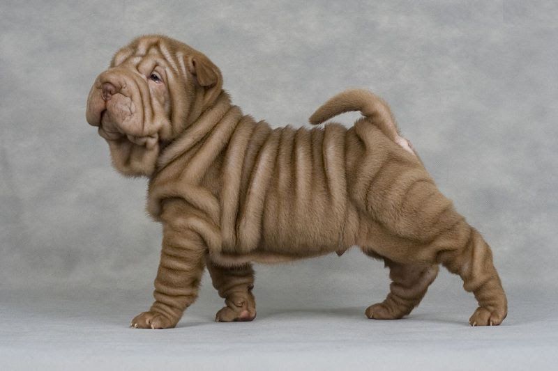 Shar Pei price range. Shar Pei puppies for sale cost? Shar Pei breeders