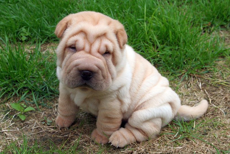 Shar Pei price range. Shar Pei puppies for sale cost? Best Shar Pei breeders