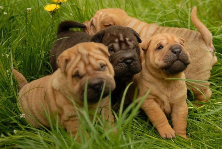 Shar Pei price range. Shar Pei puppies for sale cost? Shar Pei breeders