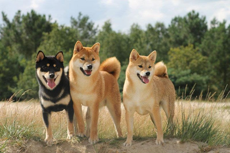 Shiba Inu temperament & characteristics. Japanese Shiba Inu History & Origin