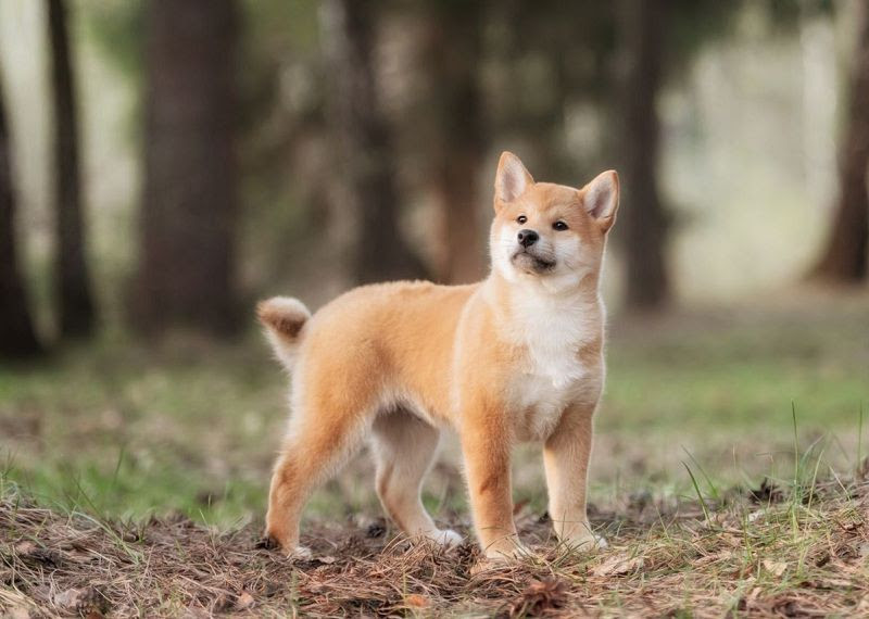 Shiba Inu temperament & characteristics. Japanese Shiba Inu History & Origin