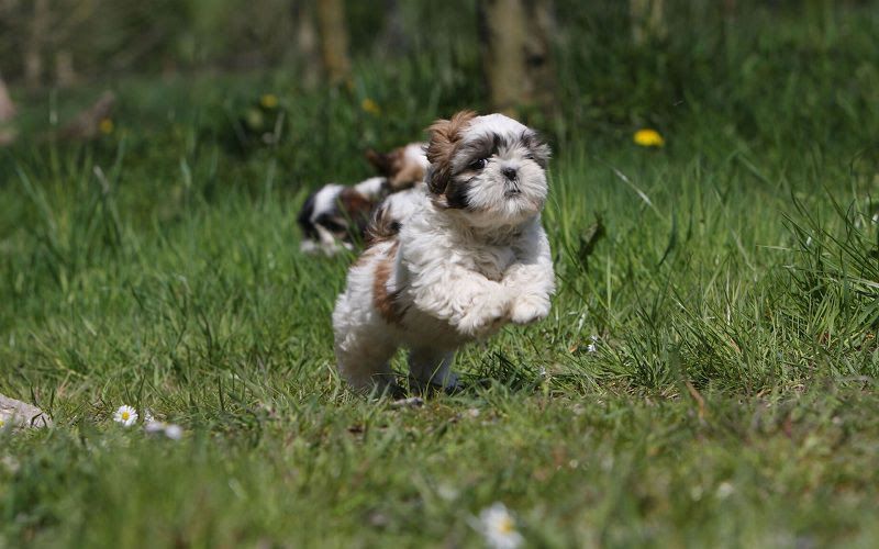 Shih Tzu puppies for sale price range. How much does a Shih Tzu cost?