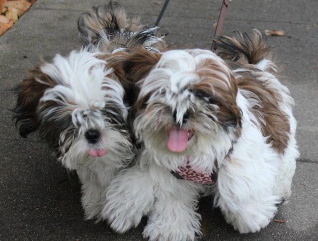 Shih Tzu puppies for sale price range. How much does a Shih Tzu cost?